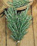 Rosemary Seeds - Rosmarinus Officinalis - .2 Grams - Approx 140 Gardening Seeds - Herb Garden Seed