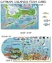 Cayman Islands Reef Creatures Fish ID for Scuba Divers and Snorkelers