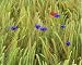 Photographic Prints of corn flowers and field poppy (Papaver rhoeas) - growing amidst barley field from Ardea Wildlife Pets