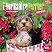 Yorkshire Terrier Puppies 2016 Calendar