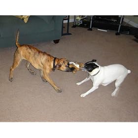 AKC Puppy Toy