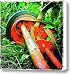 Old Red Push Lawnmower Canvas Print / Canvas Art - Artist Mark Delfs