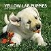 Labrador Retriever Puppies, Yellow 2010 Mini Wall (Multilingual Edition)
