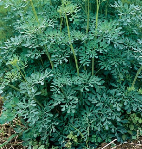 HEIRLOOM NON GMO Rue 100 seeds