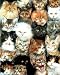 Dan McManis Cats Kittens Montage CUTE! Art Print POSTER - 16" x 20"