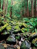 Rainforest in Sol Duc Rain Forest, Olympic National Park, Washington Photographic Poster Print by John Elk III, 24x32