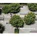 Olin: Placemaking