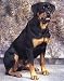 Rottweiler Full Body poster print,16 in. x 20 in.