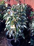 Hass Avocado Tree Five Gallon Size