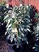 Hass Avocado Tree Five Gallon Size