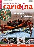 caridina
