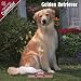 golden retriever - Golden Retriever 2009 Wall Calendar