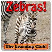 Zebras! Learn About Zebras And Learn To Read - The Learning Club! (45+ Photos of Zebras)