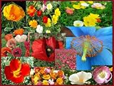 Poppy Explosion Mix - 500 Seeds - Seed Needs Envelope