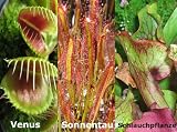 Eigenschaften Seedeo  / Botanische Juwelen Fleischfressende Pflanzen