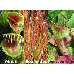 Botanische Juwelen Fleischfressende Pflanzen