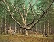 The Wizard Tree, New Hampshire's Cathedral Woods, 1900 - Exceptional Print of a Vintage Photochrom Image from the Library of Congress Collection