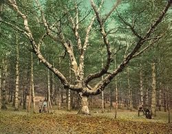 The Wizard Tree, New Hampshire's Cathedral Woods, 1900 - Exceptional Print of a Vintage Photochrom Image from the Library of Congress Collection