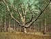The Wizard Tree, New Hampshire's Cathedral Woods, 1900 - Exceptional Print of a Vintage Photochrom Image from the Library of Congress Collection