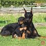 Dobermans 2011 Square 12X12 Wall Calendar