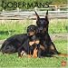 Dobermans 2011 Square 12X12 Wall Calendar