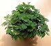 Sensitive Plant 50 Seeds -LEAVES MOVE- Tropical