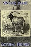 7.5cm x 5cm (3" x 2") Acrylic Fridge Magnet Vintage Natural History Image The Sabre Horned Antelope