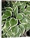 Canvas Prints of Hosta Wide Brim from Ros Drinkwater