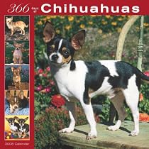 Chihuahuas 366 Days 2008 Square Wall Calendar (German, French and Spanish Edition)