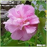 酔芙蓉(スイフヨウ)苗木(3年生)