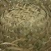 61vvzB6T2ZL. AA75  Bird Nest Hats Straw