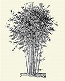 61vyRY7xIsL. SL160  GIANT INDIAN BAMBOO   BAMBUSA ARUNDINACEA   GREAT HOUSE PLANT   10 SEEDS