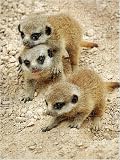 Jigsaw of Baby Meerkats at London Zoo from PA Photos