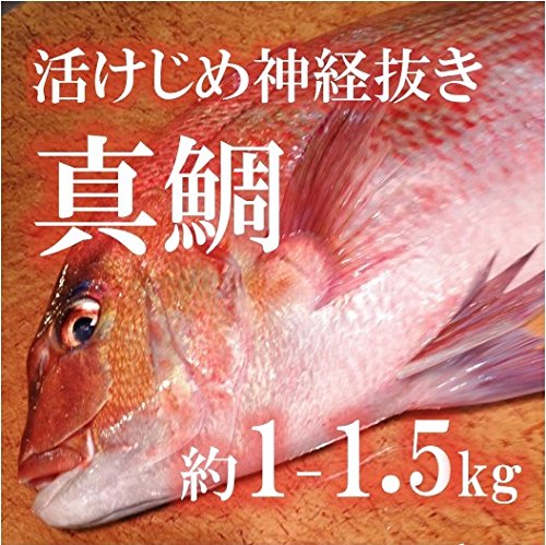 活けじめ 真鯛 養殖 愛媛産 約1-1.5kg 【築地直送】マダイ 活けじめ 真鯛 養殖 愛媛産 約1-1.5kg 【築地直送】マダイ