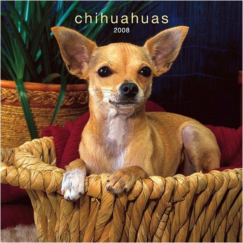 chihuahuas wall brownt 2008 calendar chihuahuas wall calendar ...