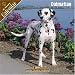 Dalmatian 2008 Wall Calendar