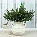 Green Artificial Plant 6 Branches Parsley Grass Home Wedding Decor