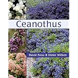 ceanothus