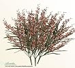 Six Bushes of 24"Singapore Orchid Artificial Silk Flowers _Burgundy