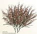 Six Bushes of 24"Singapore Orchid Artificial Silk Flowers _Brown