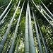 Wallmonkeys Peel and Stick Wall Decals - Bamboo Grove - Removable Graphic