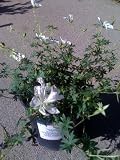 Geranium 'Album' One Gallon Perennial