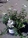 Geranium 'Album' One Gallon Perennial