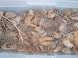 Pine Cones from North Carolina