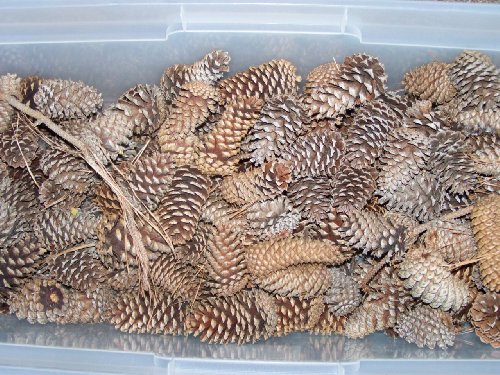 Pine Cones from North Carolina Image Pine Cones from North Carolina