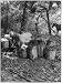 Workman tying baskets,cinchona plantings,broad leaf,bijao plant,making,1900