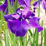 花菖蒲「紫衣の誉」