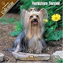 Yorkshire Terrier 2008 Wall Calendar