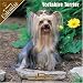 yorkshire terrier - Yorkshire Terrier 2008 Wall Calendar