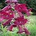 PENSTEMON RICH RUBY-Ruby Wedding, 40th Ruby Wedding Anniversary Gifts